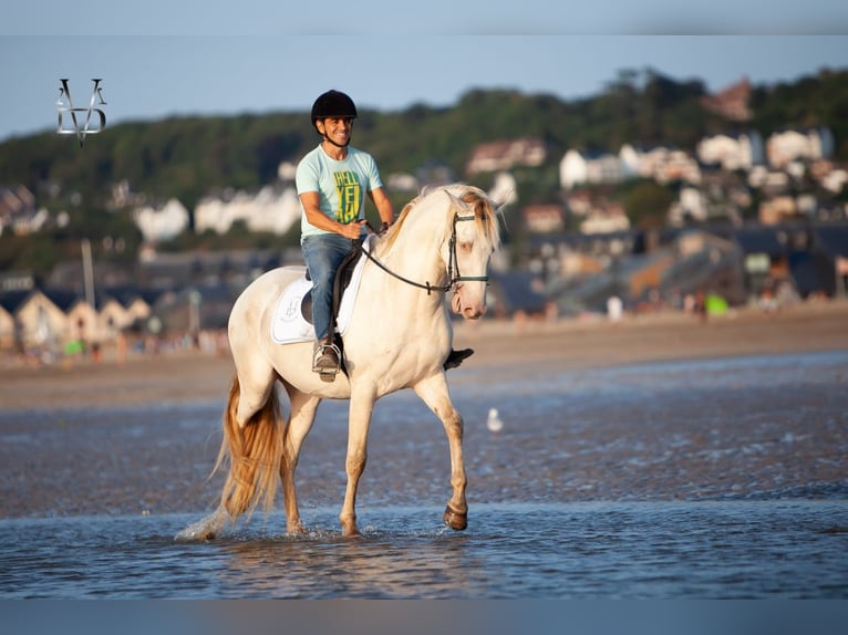 PRE Mix Wallach 3 Jahre 164 cm Cremello in Rouen