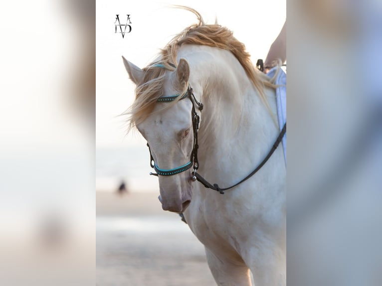 PRE Mix Wallach 3 Jahre 164 cm Cremello in Rouen