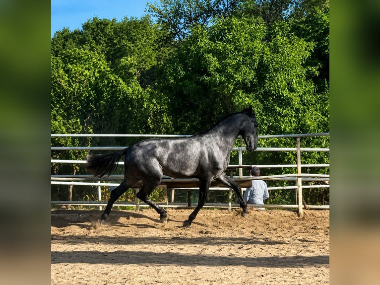 PRE Wallach 3 Jahre 164 cm Schimmel in Sevilla