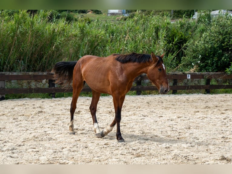 PRE Wallach 3 Jahre 165 cm Brauner in TARIFA