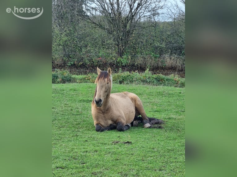 PRE Mix Wallach 3 Jahre 165 cm Falbe in Losheim am See