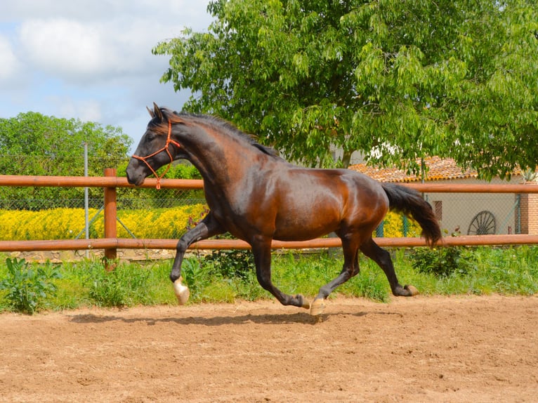 PRE Wallach 3 Jahre 165 cm Rappe in Matajudaica
