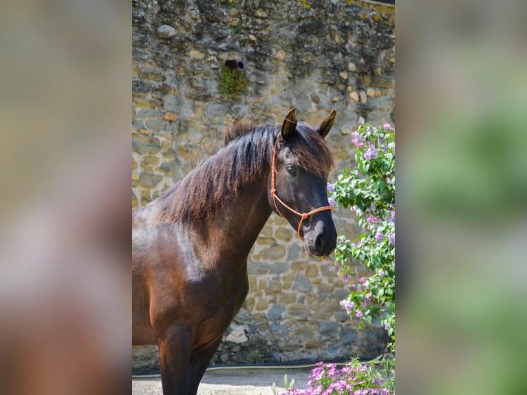 PRE Wallach 3 Jahre 165 cm Rappe in Matajudaica