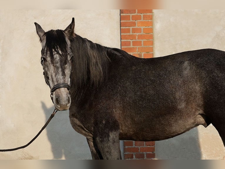PRE Wallach 3 Jahre 166 cm Rappschimmel in Kollow