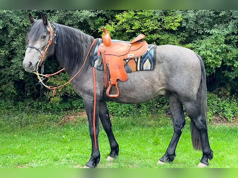 PRE Wallach 3 Jahre 166 cm Rappschimmel in Kollow