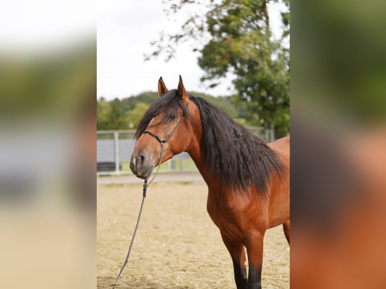 PRE Mix Wallach 3 Jahre 167 cm Hellbrauner in Krumbach