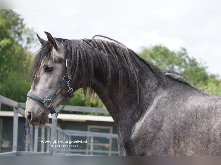 PRE Wallach 3 Jahre 168 cm Blauschimmel in &#39;s-Gravenhage