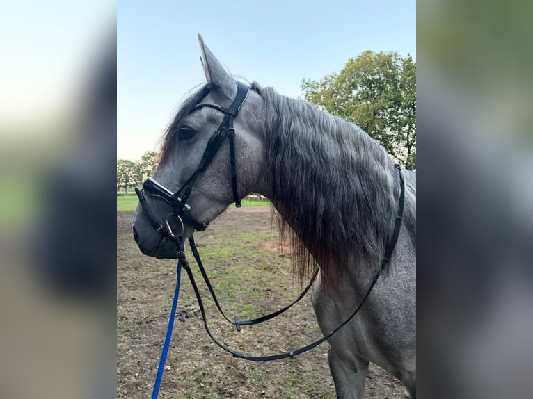 PRE Wallach 3 Jahre 168 cm Schimmel in Dalfsen