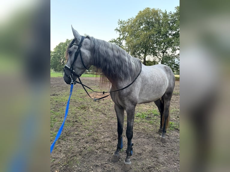 PRE Wallach 3 Jahre 168 cm Schimmel in Dalfsen