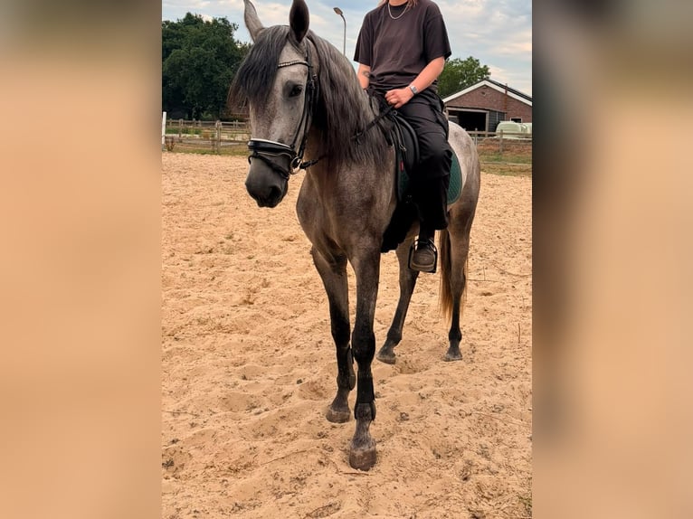 PRE Wallach 3 Jahre 168 cm Schimmel in Dalfsen