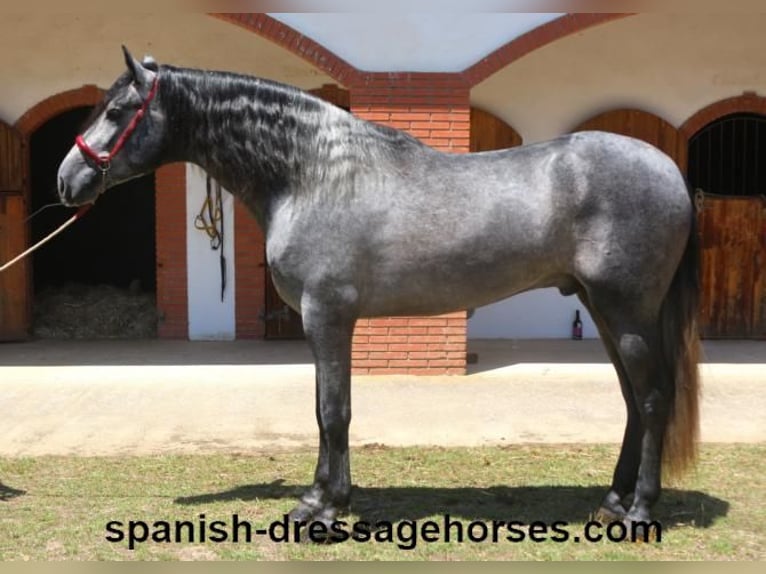 PRE Mix Wallach 3 Jahre 168 cm Schimmel in Barcelona