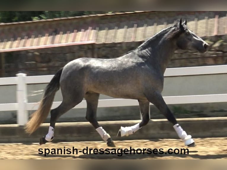 PRE Mix Wallach 3 Jahre 168 cm Schimmel in Barcelona