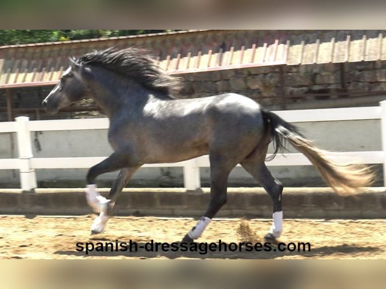 PRE Mix Wallach 3 Jahre 168 cm Schimmel in Barcelona