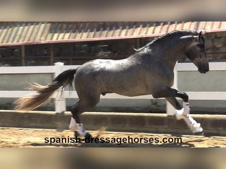 PRE Mix Wallach 3 Jahre 168 cm Schimmel in Barcelona