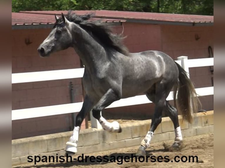 PRE Mix Wallach 3 Jahre 168 cm Schimmel in Barcelona