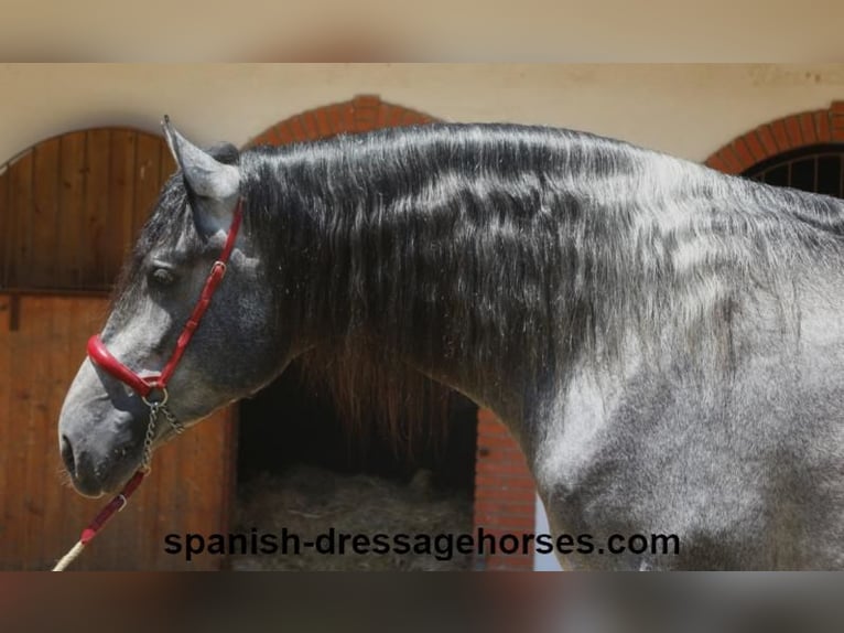 PRE Mix Wallach 3 Jahre 168 cm Schimmel in Barcelona