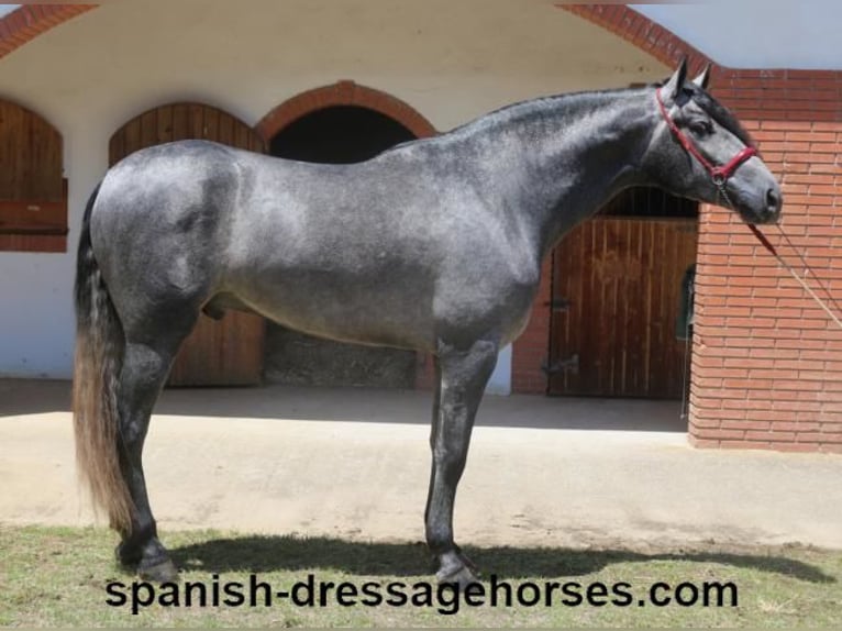 PRE Mix Wallach 3 Jahre 168 cm Schimmel in Barcelona