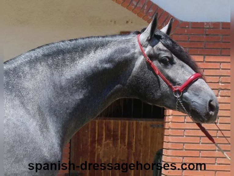 PRE Mix Wallach 3 Jahre 168 cm Schimmel in Barcelona
