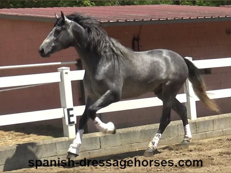 PRE Mix Wallach 3 Jahre 168 cm Schimmel in Barcelona