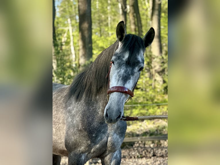 PRE Mix Wallach 3 Jahre 170 cm Rappschimmel in Windeck