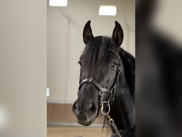 PRE Mix Wallach 3 Jahre 171 cm Rappe in Warendorf