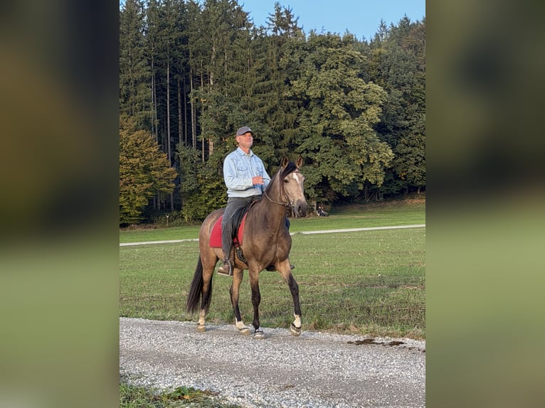 PRE Mix Wallach 3 Jahre Buckskin in Grabenstätt