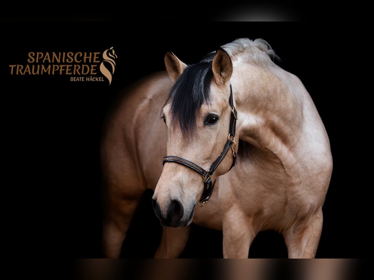 PRE Wallach 4 Jahre 151 cm Falbe in Traventhal