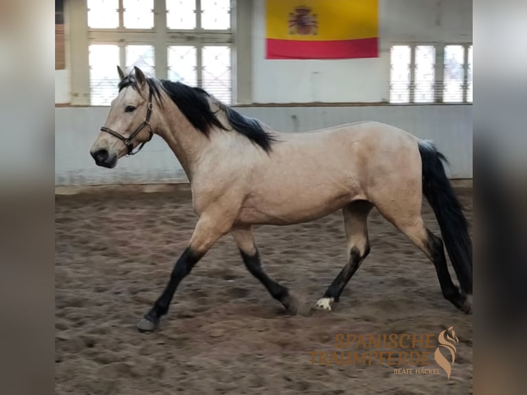 PRE Wallach 4 Jahre 151 cm Falbe in Traventhal