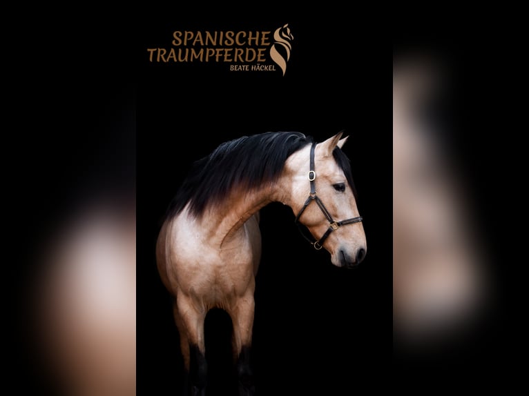 PRE Wallach 4 Jahre 151 cm Falbe in Traventhal