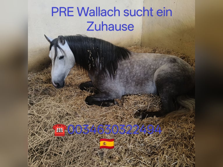 PRE Mix Wallach 4 Jahre 152 cm Apfelschimmel in Tabernas Almeria