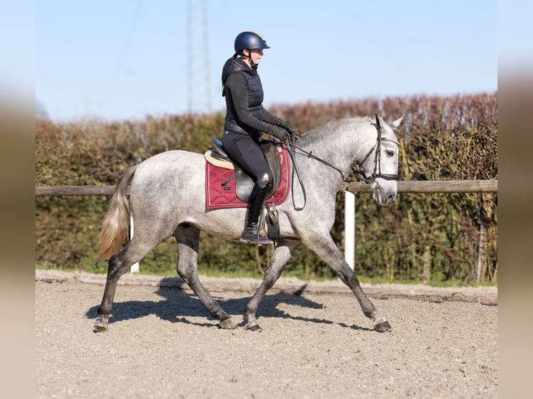 PRE Mix Wallach 4 Jahre 153 cm Schimmel in Neustadt (Wied)