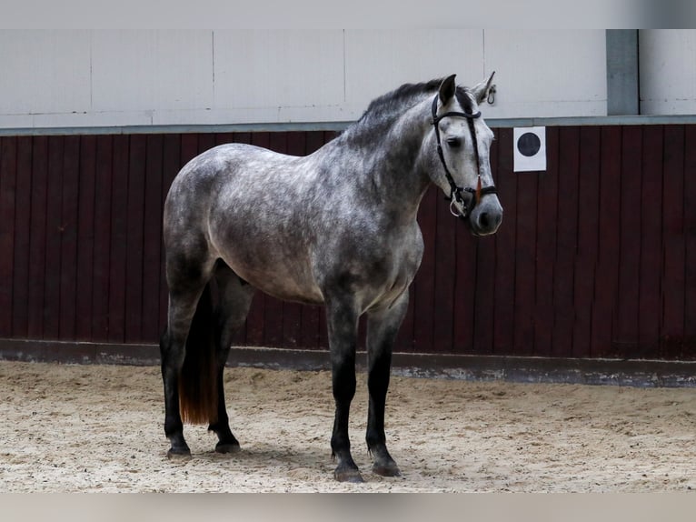 PRE Mix Wallach 4 Jahre 153 cm Schimmel in Überherrn