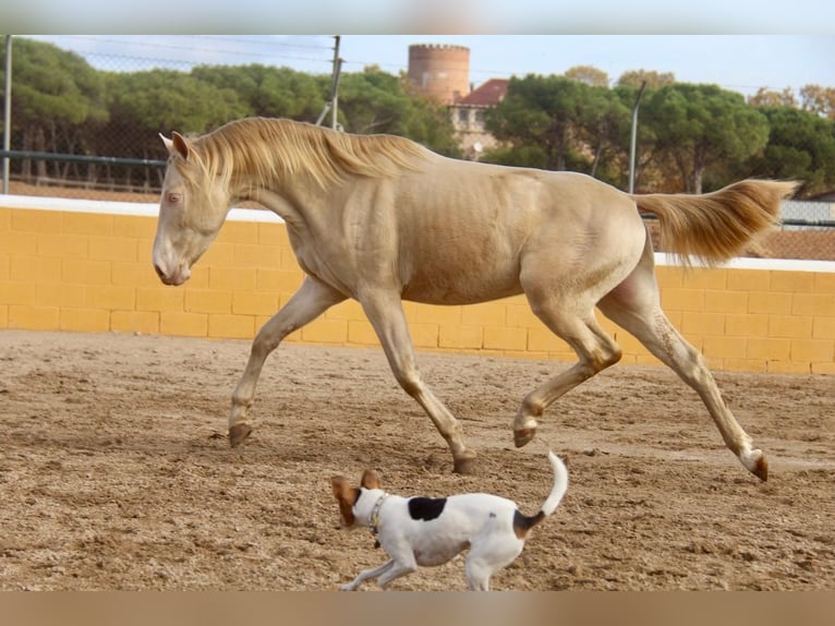 PRE Mix Wallach 4 Jahre 154 cm Cremello in Hamburg