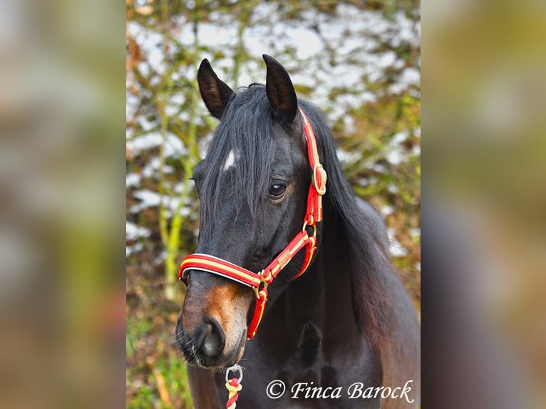 PRE Wallach 4 Jahre 154 cm Rappe in Wiebelsheim