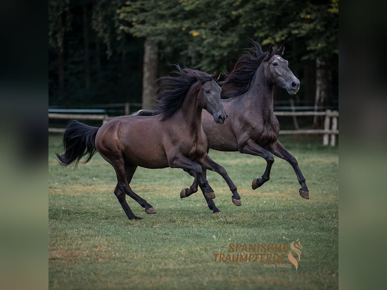 PRE Wallach 4 Jahre 154 cm Rappe in Traventhal