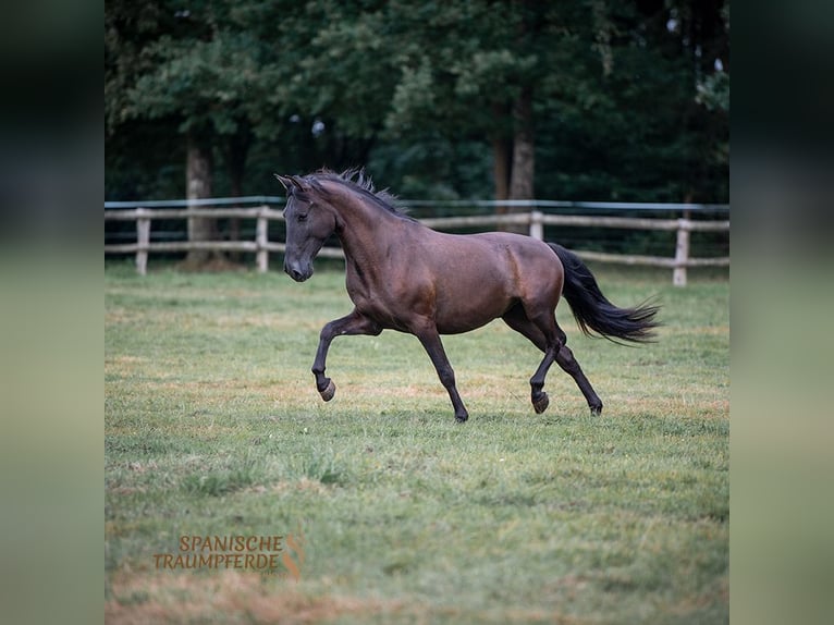 PRE Wallach 4 Jahre 154 cm Rappe in Traventhal