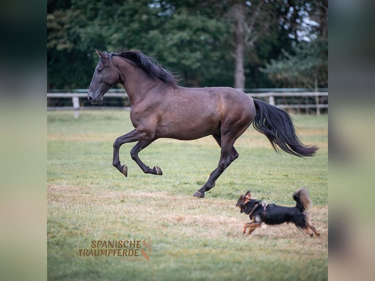 PRE Wallach 4 Jahre 154 cm Rappe in Traventhal