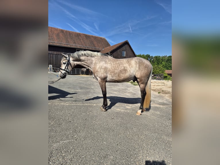 PRE Mix Wallach 4 Jahre 154 cm Rotschimmel in Bindlach