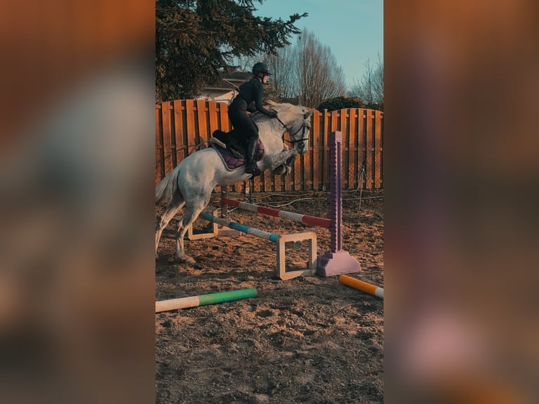 PRE Mix Wallach 4 Jahre 155 cm Apfelschimmel in Rommerskirchen