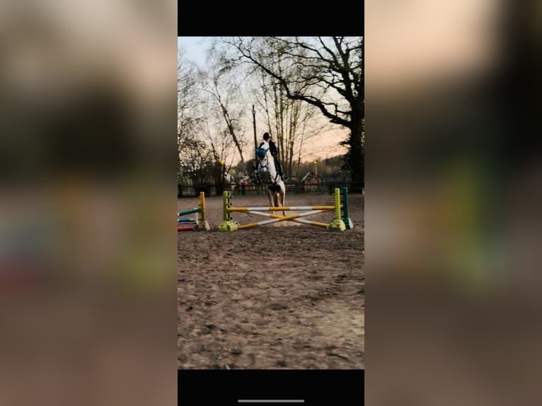 PRE Mix Wallach 4 Jahre 155 cm Apfelschimmel in Rommerskirchen