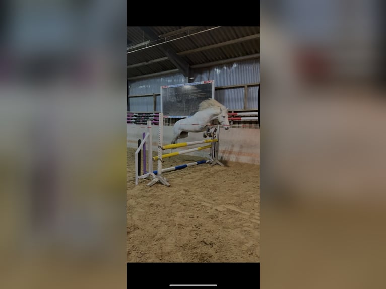 PRE Mix Wallach 4 Jahre 155 cm Apfelschimmel in Rommerskirchen