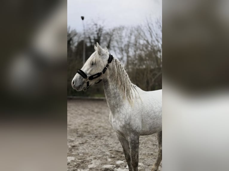 PRE Mix Wallach 4 Jahre 155 cm Apfelschimmel in Rommerskirchen