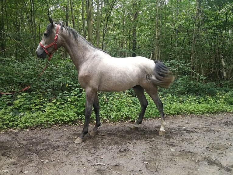 PRE Mix Wallach 4 Jahre 155 cm Braunfalbschimmel in Euskirchen