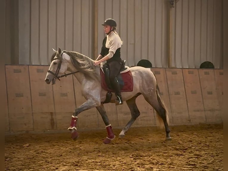 PRE Mix Wallach 4 Jahre 155 cm Schimmel in Neustadt (Wied)