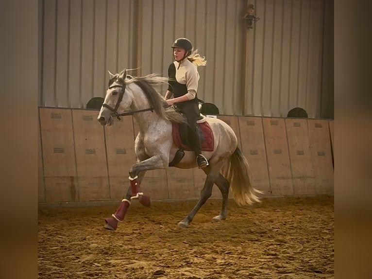 PRE Mix Wallach 4 Jahre 155 cm Schimmel in Neustadt (Wied)
