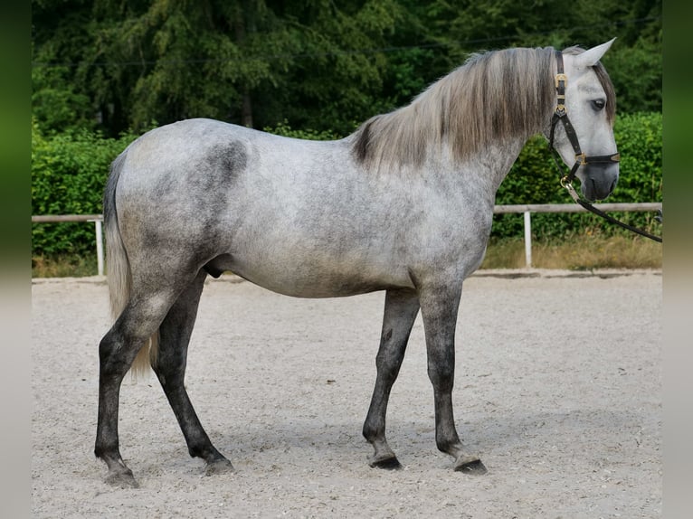 PRE Wallach 4 Jahre 155 cm Schimmel in Neustadt (Wied)