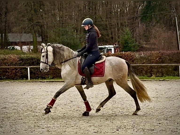 PRE Mix Wallach 4 Jahre 155 cm Schimmel in Neustadt (Wied)