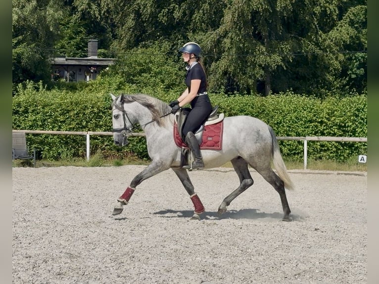 PRE Wallach 4 Jahre 155 cm Schimmel in Neustadt (Wied)