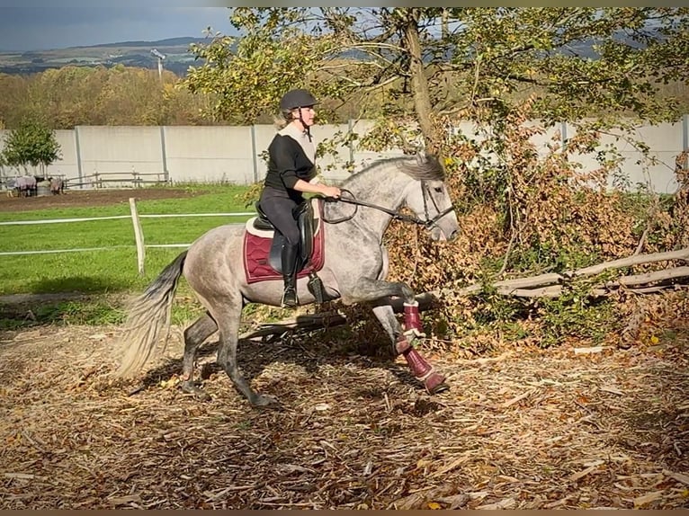 PRE Mix Wallach 4 Jahre 155 cm Schimmel in Neustadt (Wied)