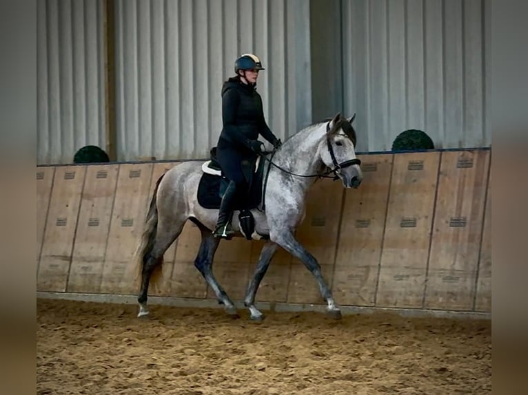 PRE Mix Wallach 4 Jahre 155 cm Schimmel in Neustadt (Wied)